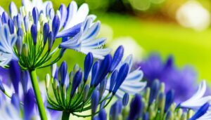 Agapanthe : secrets pour un jardin éblouissant 🌼
