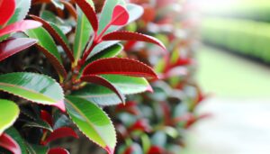 Comment réussir la taille du photinia efficacement ?