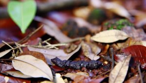 Crotte de fouine : comment les identifier et agir ?
